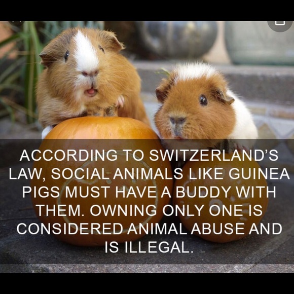 💥COMMENTS FULL LIKE NEW FOLLOW GAME #2 With the 🥕 carrot. - Picture 14 of 16